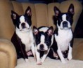 /album/ra%c3%a7as%20de%20cachorros%20%2c%20%28%3a/boston-terrier-3-jpg/